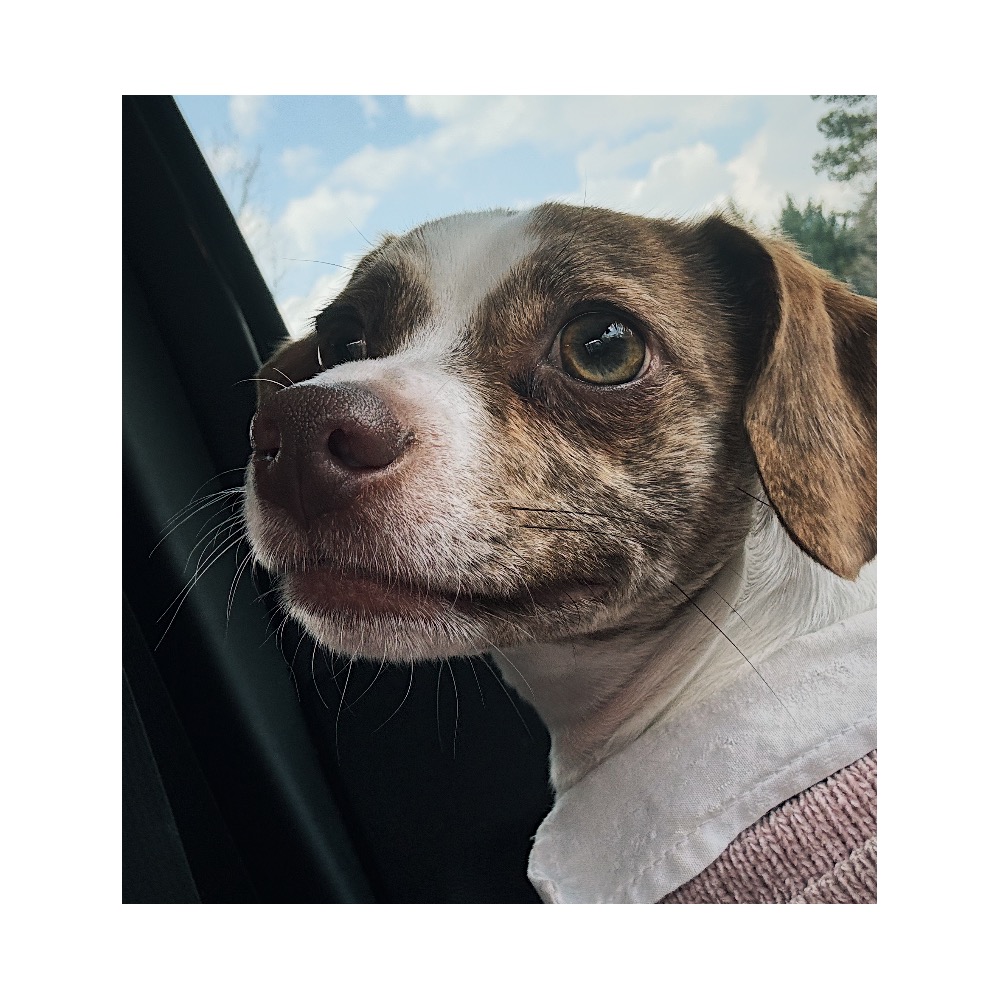 Screenshot%202026 03 26%20at%206.41.24%E2%80%AFPM VSCO